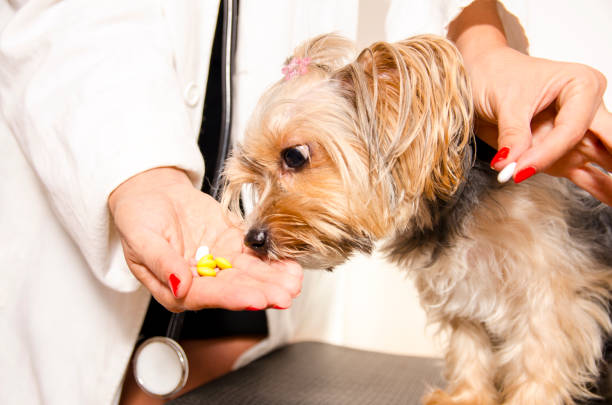 istock Pills / medicine for ill puppy 1026276940