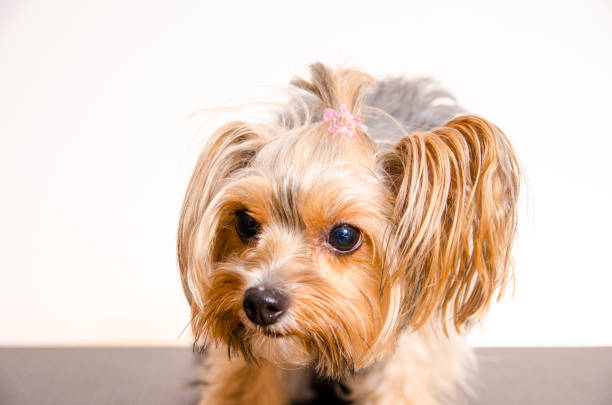 istock Closeup studio shot , Yorkshire dog 1026276974