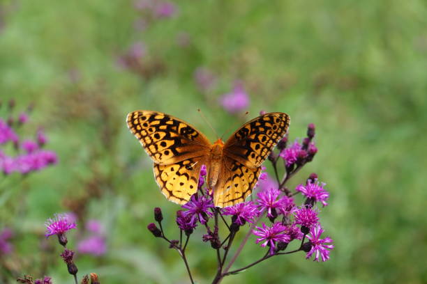 wielki spangled fritillary na ironweed - fritillary butterfly butterfly insect lepidoptera zdjęcia i obrazy z banku zdjęć