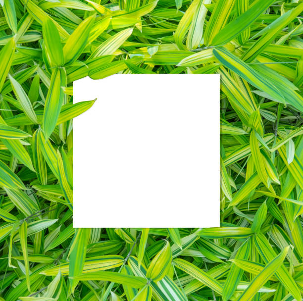 istock White blank paper for text on ornamental grass with striped leaves 1026290434