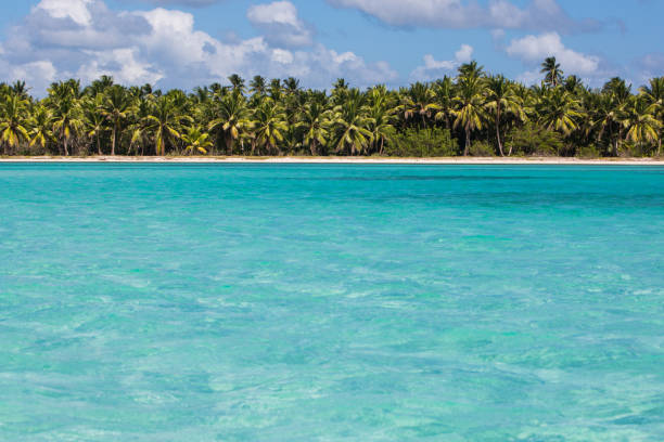 istock Azure caribbean sea and palm trees on background 1026300858
