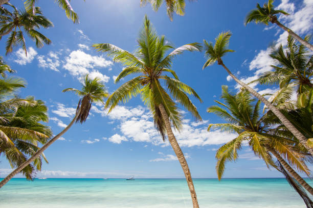 istock Palm trees with caribbean sea and yacht on background 1026301062
