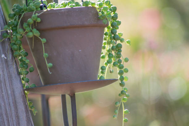 istock String of Pearls Succulent Potted Plant 1026301136