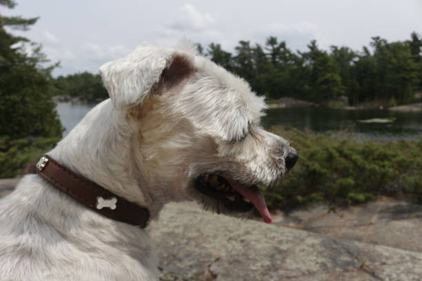 yorkie pequeño shih-tzu (shorkie) con vistas a la naturaleza de la georgian bay, región de muskoka. esta es una pequeña raza de perro que es hipo allergetic y no arrojar - hypo fotografías e imágenes de stock