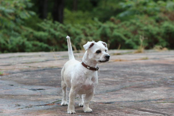 Small shorkie dog (shih tzu, yorkie, mix) standing on the rocks of Georgian bay looking proud stock photo