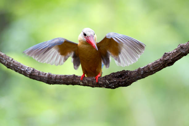 istock Kingfisher bird : adult Stork-billed kingfisher (Pelargopsis capensis) 1026316924