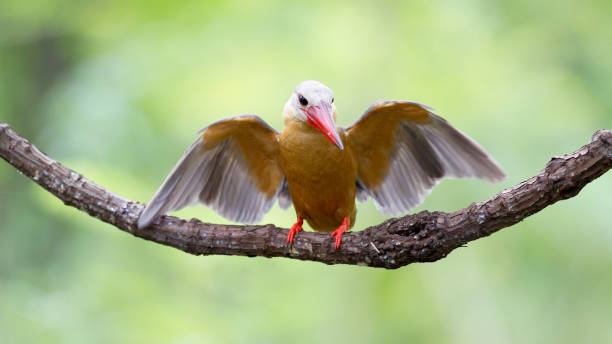 istock Kingfisher bird : adult Stork-billed kingfisher (Pelargopsis capensis) 1026316932