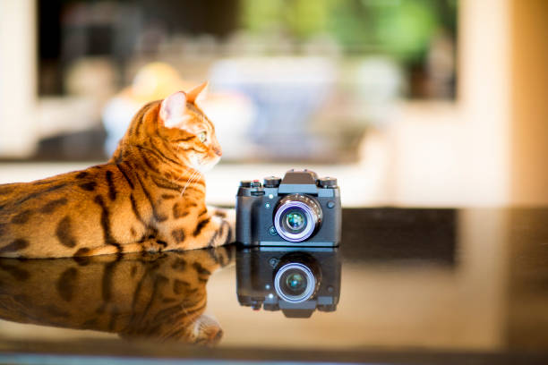Cat lying down next to the camera stock photo