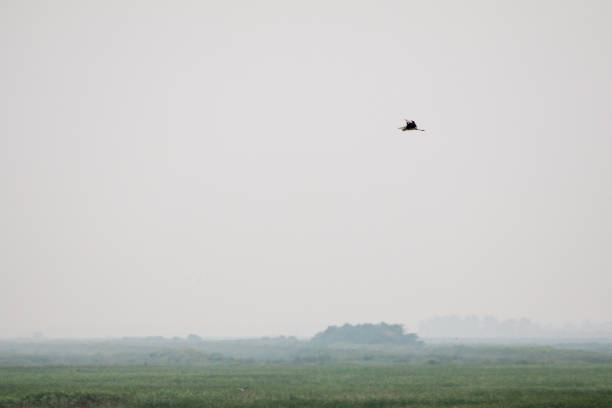 istock a black and white crane flying across a field on a gloomy day 1026336436
