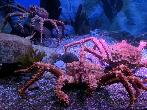 King crab from East Pacific Ocean