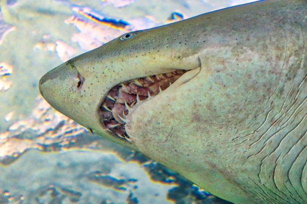 Toronto Ripleys Aquarium underwater scenic tunnels