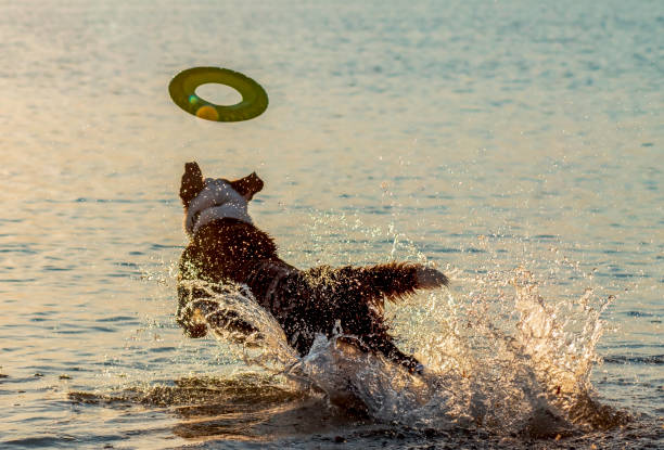 istock Frisbee, Best Friend, Water, and Sunset 1026344024