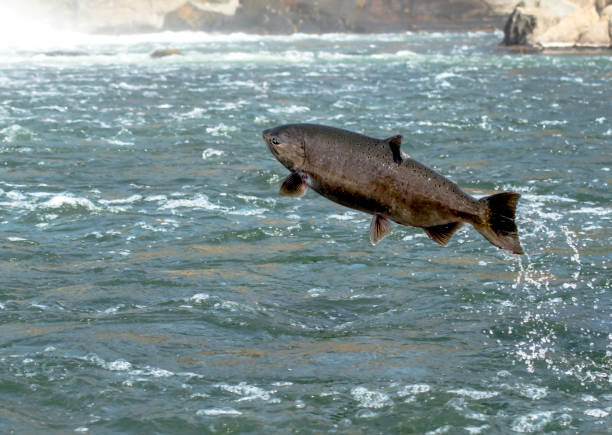 złap mnie, jeśli możesz - chinook salmon zdjęcia i obrazy z banku zdjęć