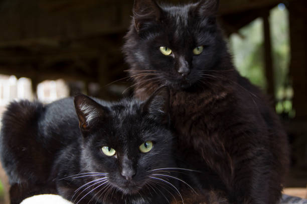 istock Black cats looking at the camera. Black cat 1026344152