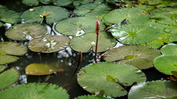 istock Lotus water lily in a pond 1026347338