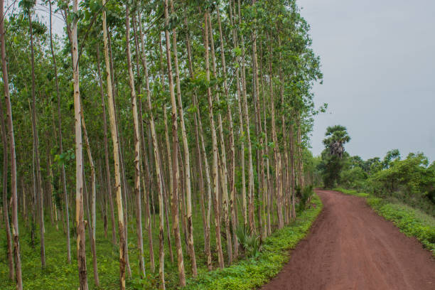 istock Road between trees foresy village background 1026347390