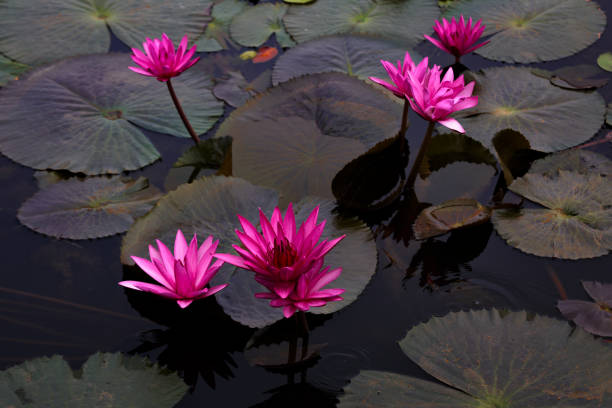 istock Lotus water lily in a pond 1026347396