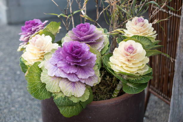 Ornamental Cabbages (Brassica Oleracea) in Pot, Takayama, Japan