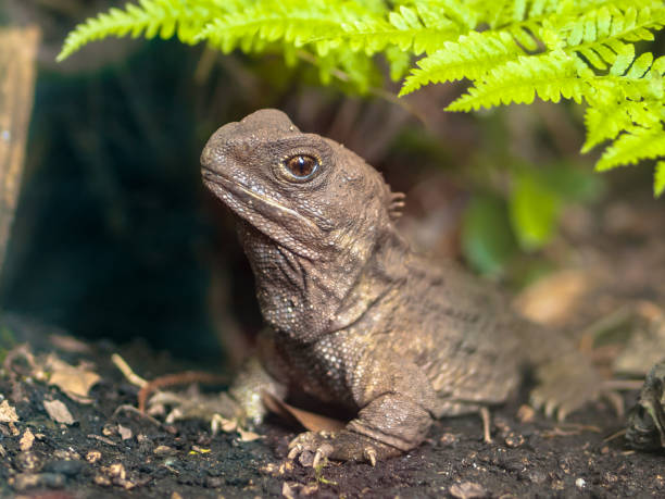 istock New zealand Tuatara native reptile 1026369532