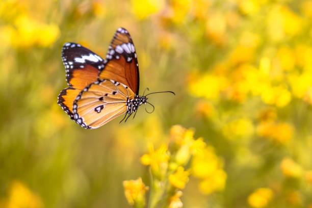 flying butterfly plain tiger - globe amaranth imagens e fotografias de stock