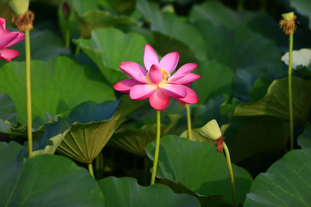 istock Blooming lotus flower, very beautiful 1026372094
