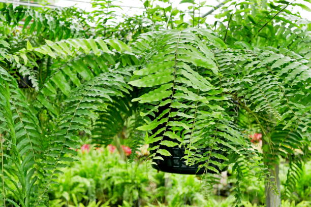 istock Close up of young fern 1026372656