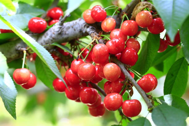 istock Mature large cherry hanging in a tree 1026372730