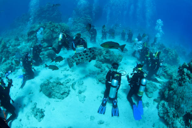 Divers feeding Potato Cod at the Famous Cod Hole, Great Barrier Reef stock photo
