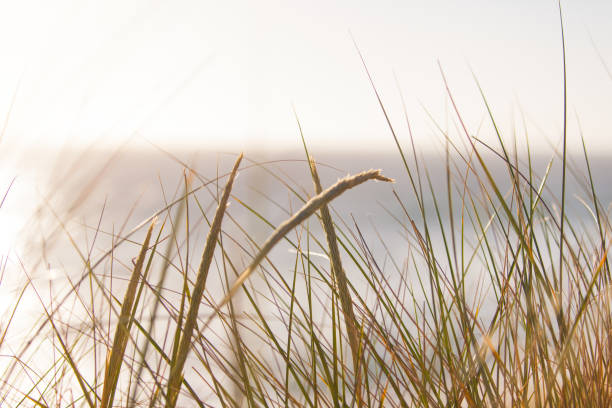 istock Tall Grass with seeds at beach 1026375180