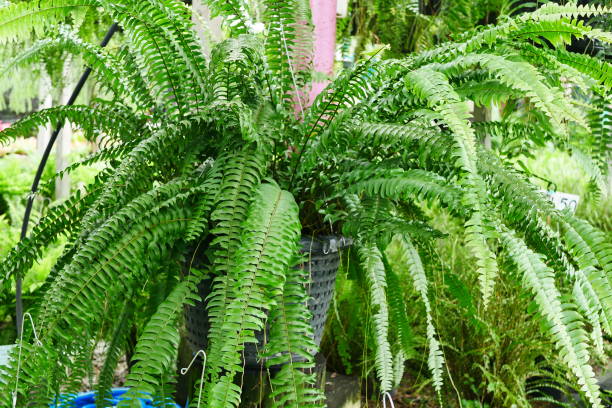 istock Fern leaves and sunlight. 1026378350
