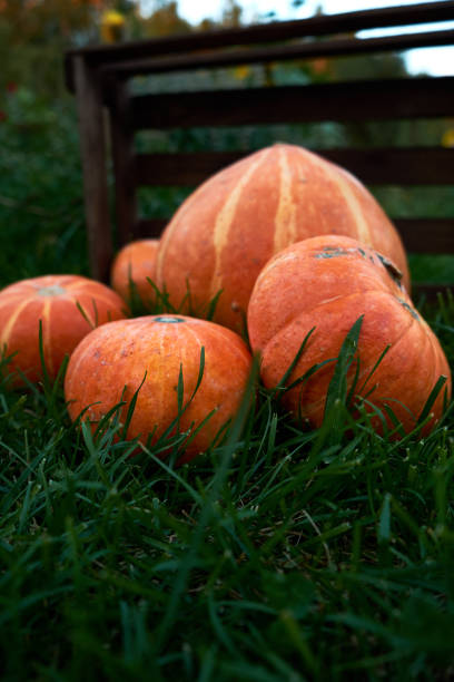Harvested  orange pumpkins on the green grass in the farm