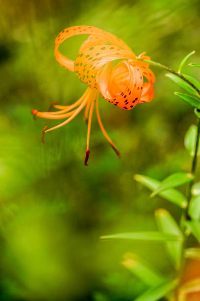 istock Beautiful Tiger Lily 1026381554