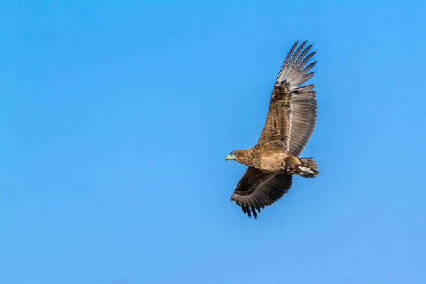istock Bateleur Eagle in Kruger National park, South Africa 1026384054
