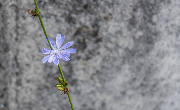 istock Lavender Wildflower against a Grey Wall 1026384228