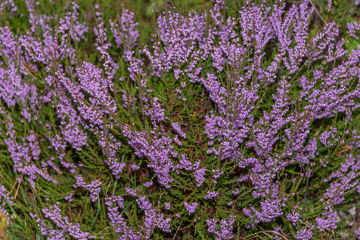 Lavender Wildflowers in a Forest