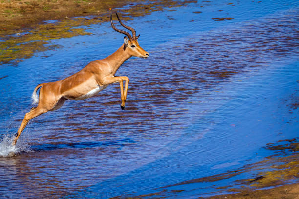 一般的なインパラ クルーガー国立公園、南アフリカ共和国 - インパラ ストックフォトと画像