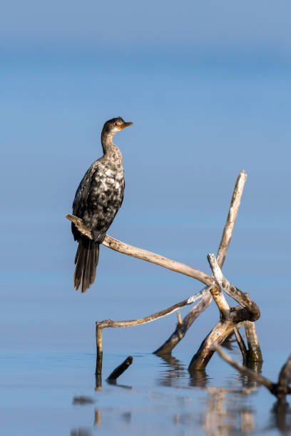 corvos-marinhos microcarbo melanoleucos empoleirado em um galho - great black cormorant - fotografias e filmes do acervo