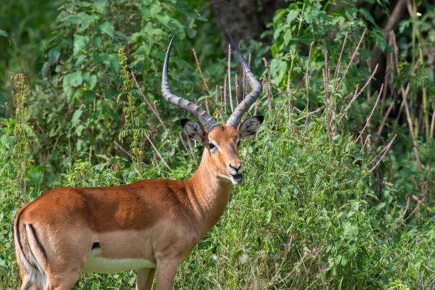 istock Impala on savanna in Africa 1026387556