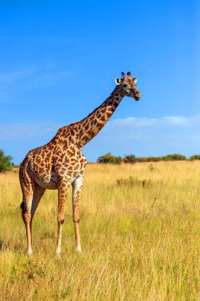 istock Giraffe in National park of Kenya 1026387632