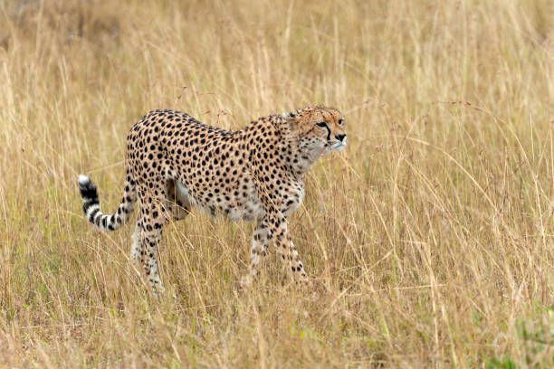 istock Wild african cheetah 1026387642