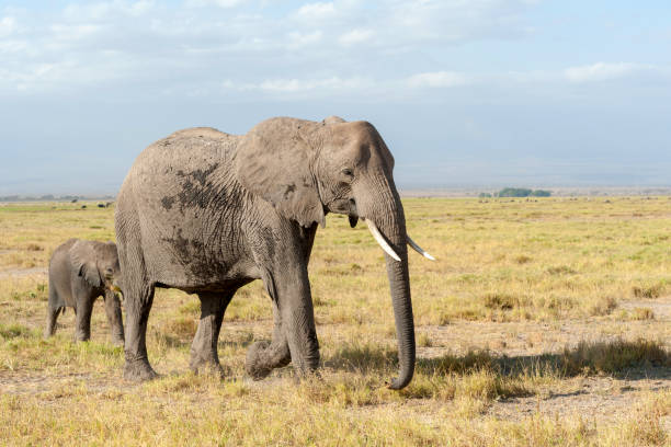 istock Elephant in National park of Kenya 1026387798