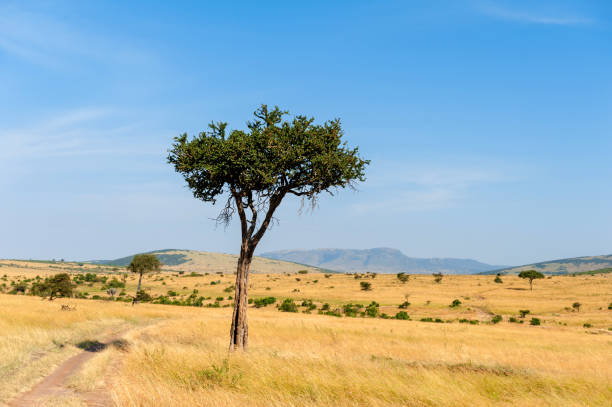 istock Landscape with nobody tree in Africa 1026387850