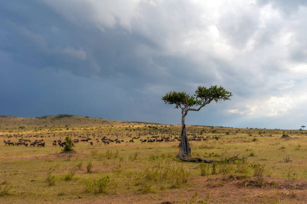 A Masai man with red Masai blanket standing in a green wheat field under an acacia tree with cloudy sky Nakuru Kenya East Africa