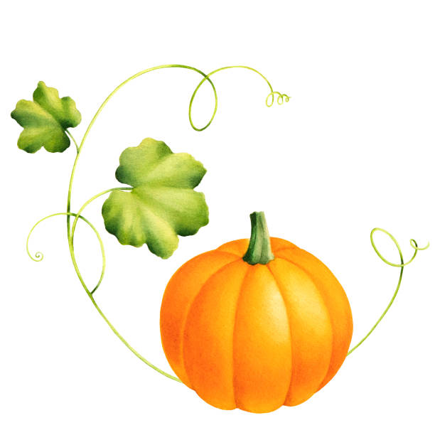 Sugar pie pumpkin with vine and leaves. Sugar pie pumpkin with vine and leaves. Isolated watercolor drawing of squash. Colorful seasonal vegetable. pumpkin patch watercolor stock illustrations