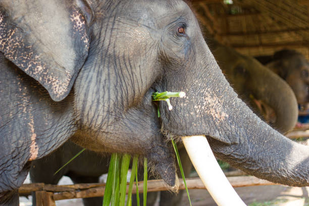 istock Elephant eating  Sugarcane in the natural farm 1026393260