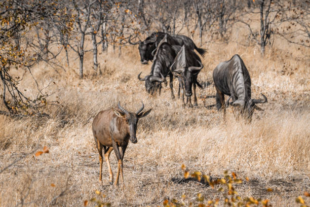一般的な tsessebe と青ヌー クルーガー国立公園、南アフリカ共和国 - リンポポ州 ストックフォトと画像