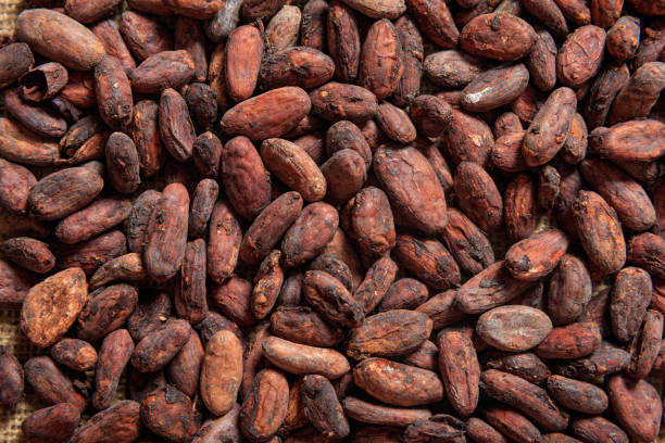 granos de cacao como fondo - polvo de cacao fotografías e imágenes de stock