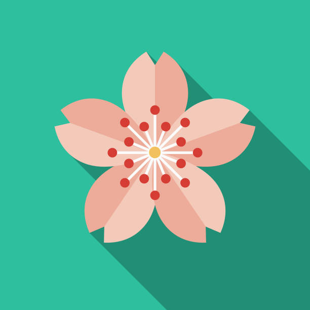 ilustrații de stoc cu sakura flat design japonia icon - floare de cireş