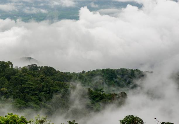 istock rainforest with fog in morning 1026403054