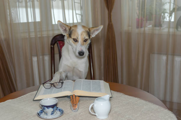 Portrait of smart white mixed-breed dog reading big book while sitting on a chair at the table Portrait of smart white mixed-breed dog reading big book while sitting on a chair at the table dog ate my homework stock pictures, royalty-free photos & images